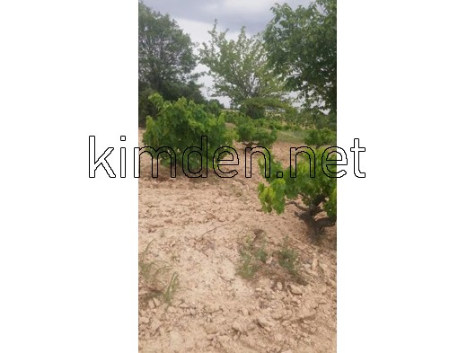 Yetişkin üzüm Bagı 20 Dönüm Üç Tapudan Mevcuttur