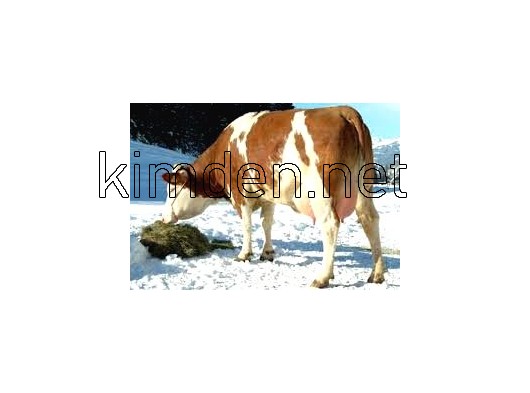 satlık simental danalar düveler inekler tosunlar boğalar mozikler buzağılar